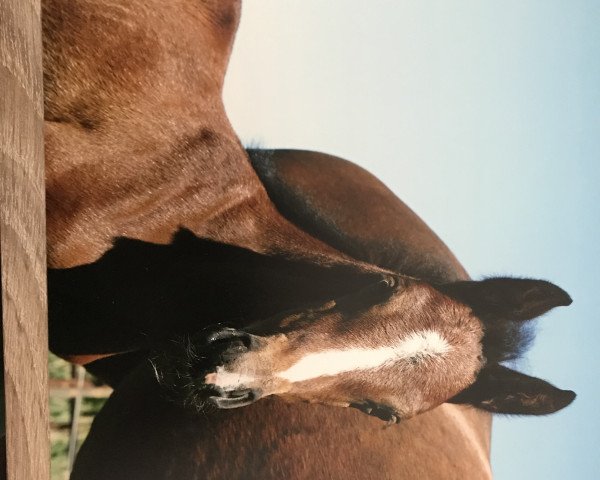 dressage horse First Lady (Hanoverian, 2018, from Fürstenhof)