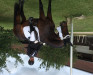 dressage horse Fürst Hohenlohe (Württemberger, 2011, from Fürstenball)