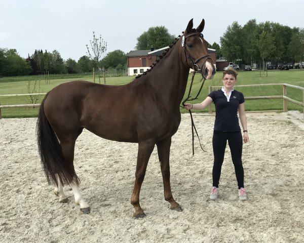 broodmare Dark Sienna (Hanoverian, 2013, from De Niro)