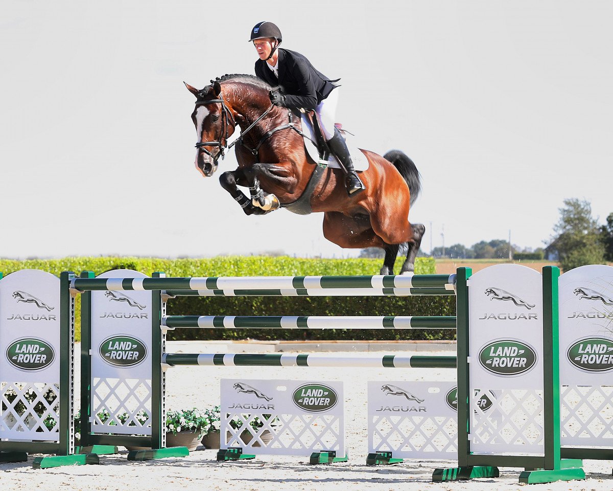 Deckhengst Dacantos (KWPN (Niederländisches Warmblut), 2013, von Dallas VDL Z)
