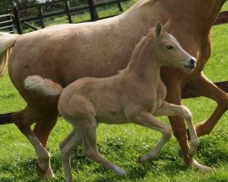 broodmare Greytchen de Luxe (German Riding Pony, 2018, from Golden Grey NRW)