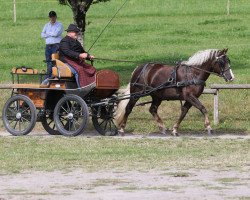 broodmare Feine Rubinia (Black Forest Horse, 2014, from Rubiniero)