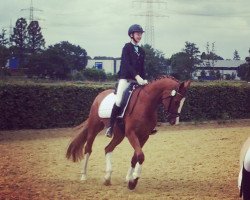 dressage horse Quaterlemon (Hanoverian, 2012, from Quaterback)