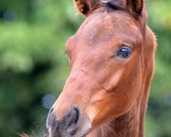 Springpferd Rocky Reckless (Oldenburger, 2015, von Rocky Lee)