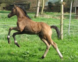 broodmare Quietschvergnügt (Westphalian, 2018, from Qaside Md)