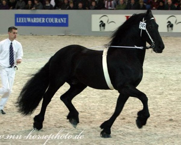 stallion Fetse 349 (Friese, 1993, from Feitse 293)
