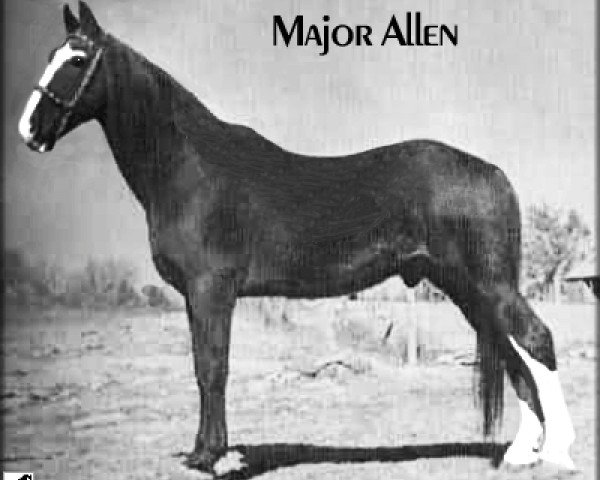 stallion Major Allen (Tennessee Walking Horse, 1917, from Major Allen)