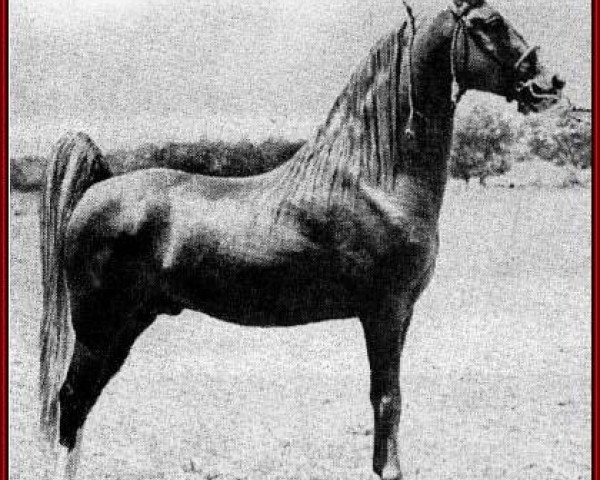 Deckhengst Gold Bond (Tennessee-Walking-Horse, 1939, von Wilson's Allen 350075)