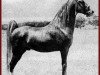 Deckhengst Gold Bond (Tennessee-Walking-Horse, 1939, von Wilson's Allen 350075)