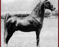 stallion Gold Bond (Tennessee Walking Horse, 1939, from Wilson's Allen 350075)