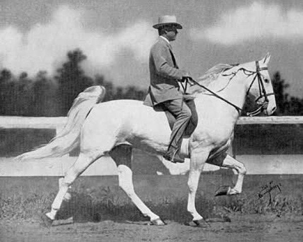 Deckhengst Mighty White Man (Tennessee-Walking-Horse, 1945, von Gold Bond)