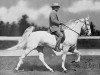 Deckhengst Mighty White Man (Tennessee-Walking-Horse, 1945, von Gold Bond)