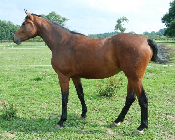 broodmare Donna Ferra du Jade (Alt Wuerttemberg, 2000, from Dr. Jackson D)