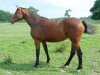 broodmare Donna Ferra du Jade (Alt Wuerttemberg, 2000, from Dr. Jackson D)