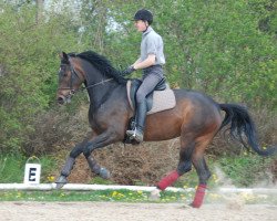 broodmare Destinee du Jade (Oldenburg, 2009, from Quaterback)