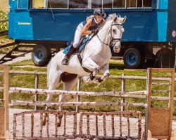 Springpferd Soulfly (Tschechisches Warmblut, 2008, von Rock'n Roll)