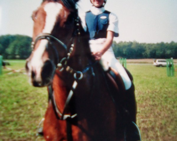 Pferd Wolgawind (Trakehner,  , von Schwalbenherbst)