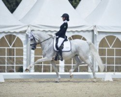 stallion Birkhofs Denario (Bavarian, 2003, from Denaro)