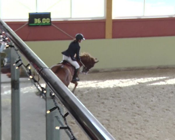 Reitturnier Angermünde OT Zuchenberg 2017