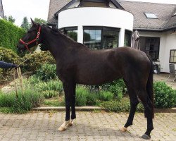 dressage horse Fifila (Rhinelander, 2015, from Finest)