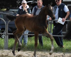 broodmare Rawiya S (Oldenburg, 2018, from Quantensprung 3)