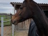 Springpferd Sakura (Deutsches Reitpony, 2012, von Chardonnay)