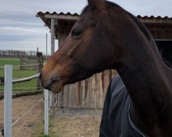 jumper Sakura (German Riding Pony, 2012, from Chardonnay)