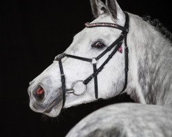 jumper Lilly Marlen M (German Warmblood, 2010, from Contenaro)