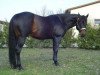 Deckhengst Smartings Freckles (Quarter Horse, 2002, von Sparkling Freckles)