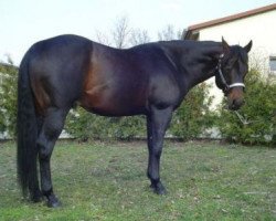 Deckhengst Smartings Freckles (Quarter Horse, 2002, von Sparkling Freckles)