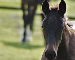 dressage horse Zodiaque Gémeaux (Westphalian, 2017, from Zonik One)