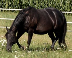 Pferd BD Shari Shining Bar (Quarter Horse, 2010)