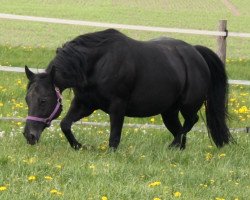 Pferd BD Shari Shining Bar (Quarter Horse, 2010, von Smartings Freckles)