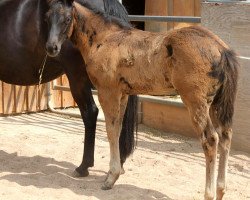 Pferd Black I Will Be (Quarter Horse, 2018, von Hesa Blackberry King)