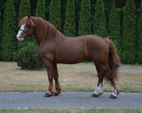 Pferd Makar (Polnisches Kaltblut, 2012)