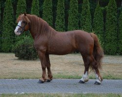 Pferd Makar (Polnisches Kaltblut, 2012)