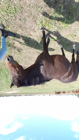 broodmare Nira(Püppi) (Welsh-Pony (Section B), 2006, from Galileo)