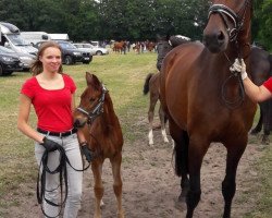 dressage horse Fürstin Fay G (Westphalian, 2018, from Fürst Wilhelm)