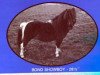 Deckhengst Bond Showboy (American Miniature Horse, 1969, von unknown)