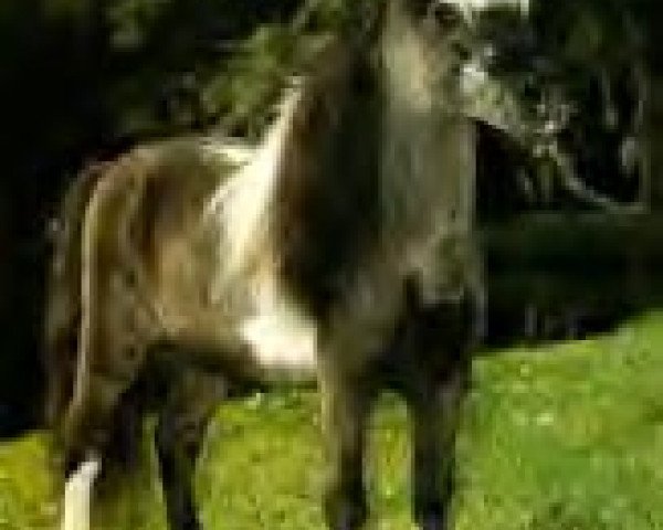 Deckhengst Bond Sir Galahad (American Miniature Horse, 1966)