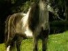 stallion Bond Sir Galahad (American Miniature Horse, 1966)