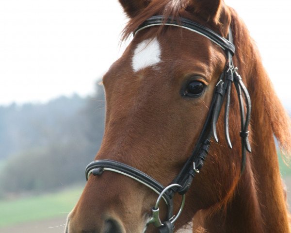 Dressurpferd Roseval (Deutsches Reitpferd, 2011, von Sir Hayfield)