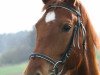 dressage horse Roseval (German Warmblood, 2011, from Sir Hayfield)