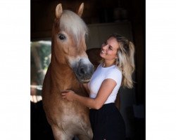 dressage horse Fabrina 42 (Haflinger, 2007, from Newman)