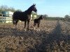 dressage horse Levi (Westphalian, 2018, from Le Vivaldi)