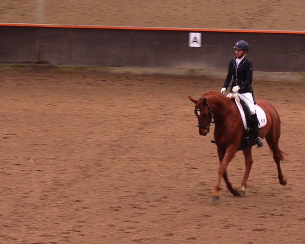 Reitturnier Dallgow 2017