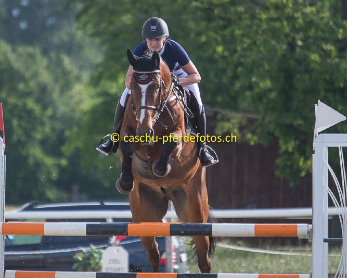 jumper Ice Cube (Belgian Warmblood, 2008, from Bentley van de Heffinck)