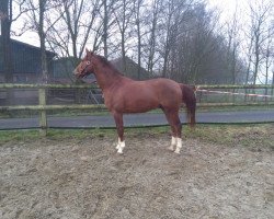 dressage horse De Sandero (Westphalian, 2015, from Destano)