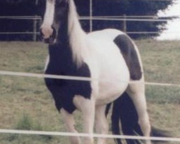 broodmare Bibi Blocksberg (Tinker / Irish Cob / Gypsy Vanner, 1997)