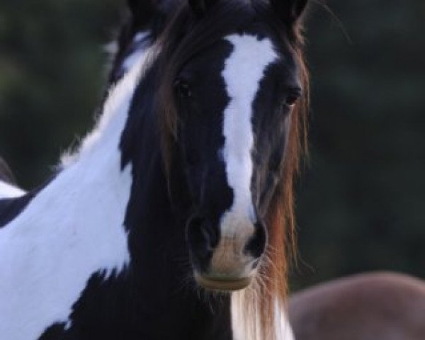 broodmare Bonita (Tinker / Irish Cob / Gypsy Vanner,  )